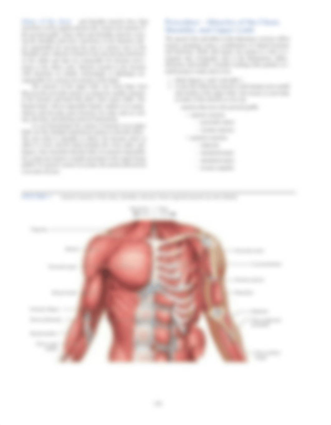 Kami Export - Marckenley Caceus - Lab #15 Organization of the muscular System.pdf_djac3lxue2k_page2