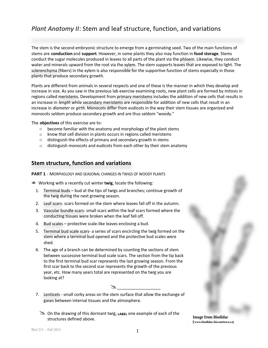 2_211 plant anatomy II Fall13_djal31u6t0x_page1