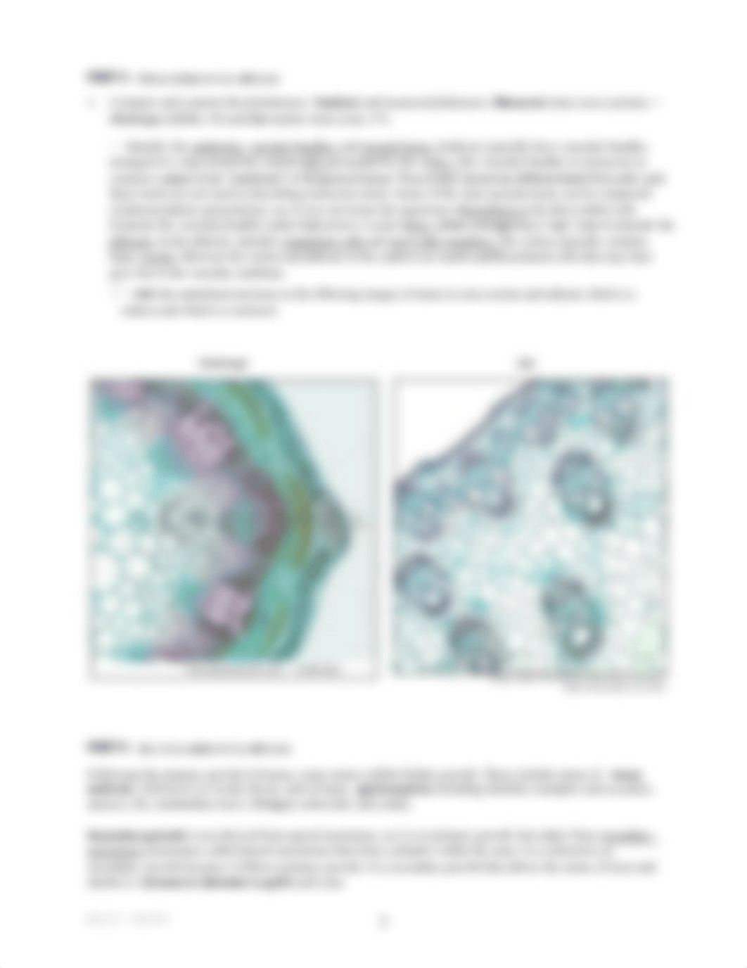 2_211 plant anatomy II Fall13_djal31u6t0x_page3