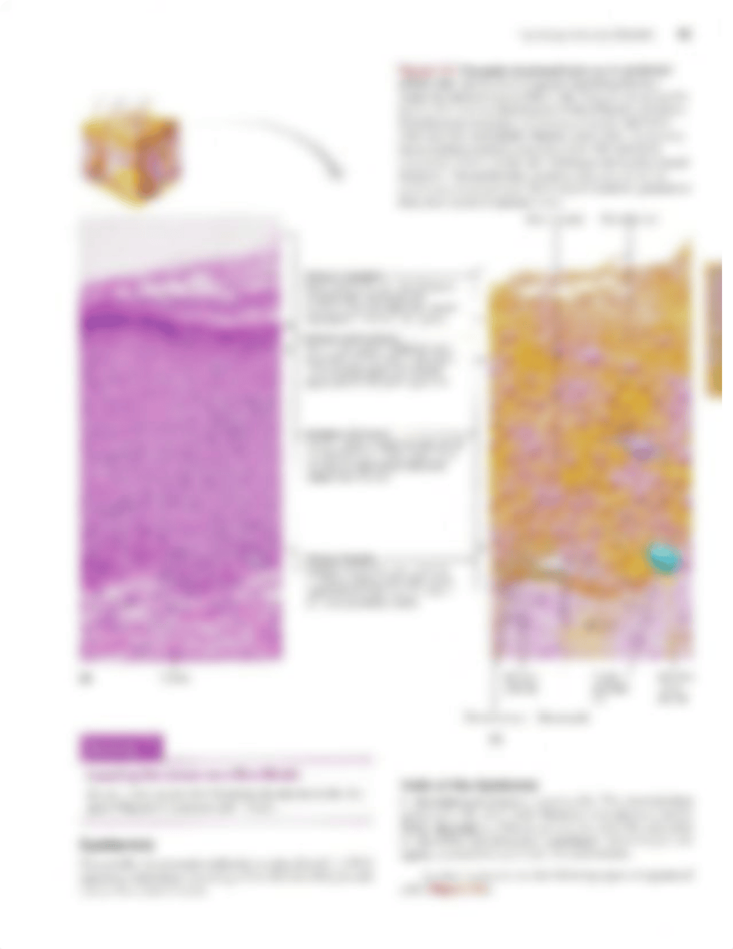 Ex. 7 The Integumentary System.pdf_djaz4a8vt16_page3