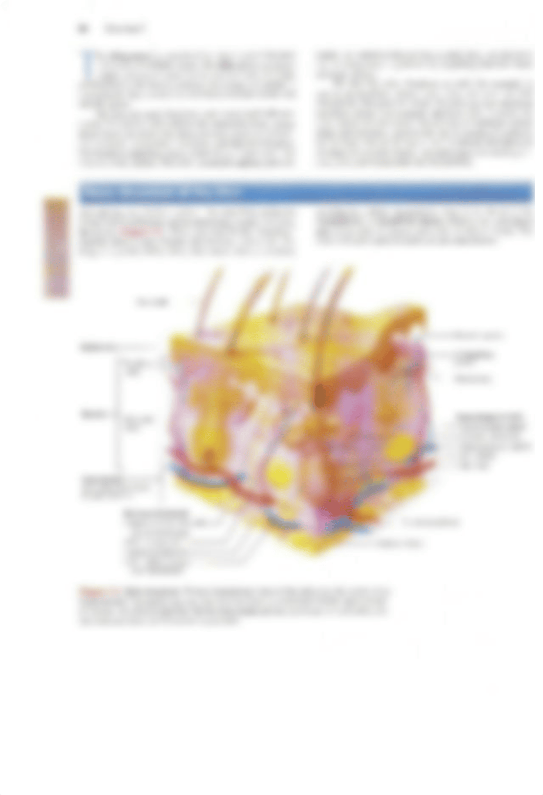 Ex. 7 The Integumentary System.pdf_djaz4a8vt16_page2