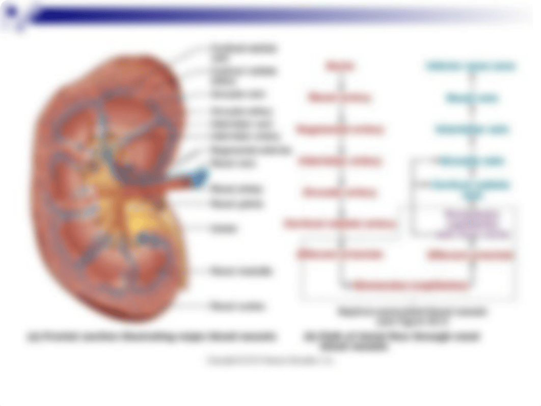 Urinary Physiology Condensed-2.ppt_djazs7m4w2o_page4