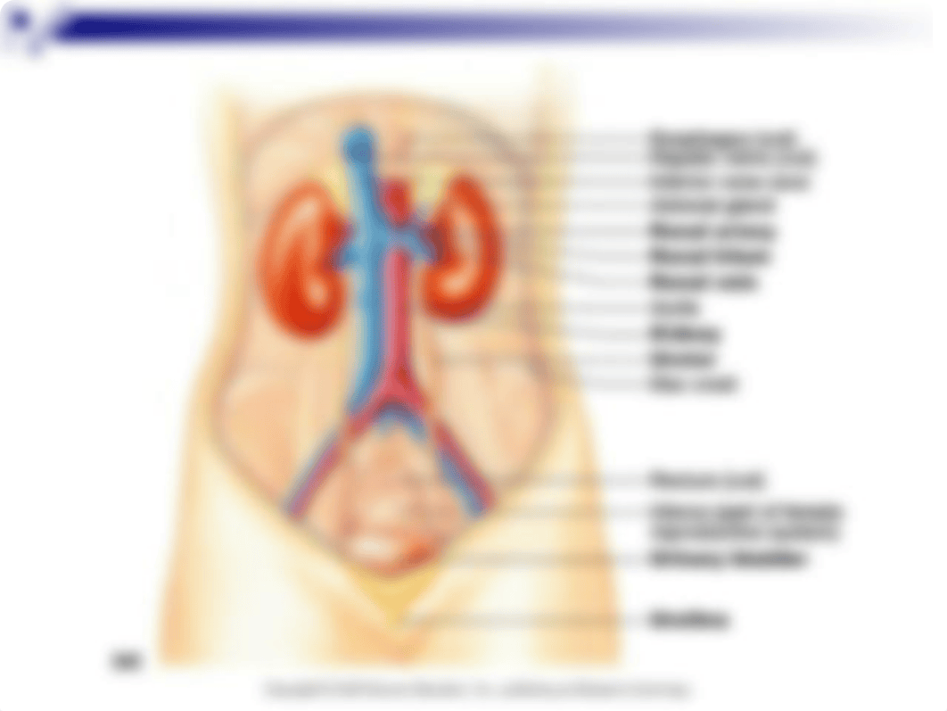 Urinary Physiology Condensed-2.ppt_djazs7m4w2o_page3