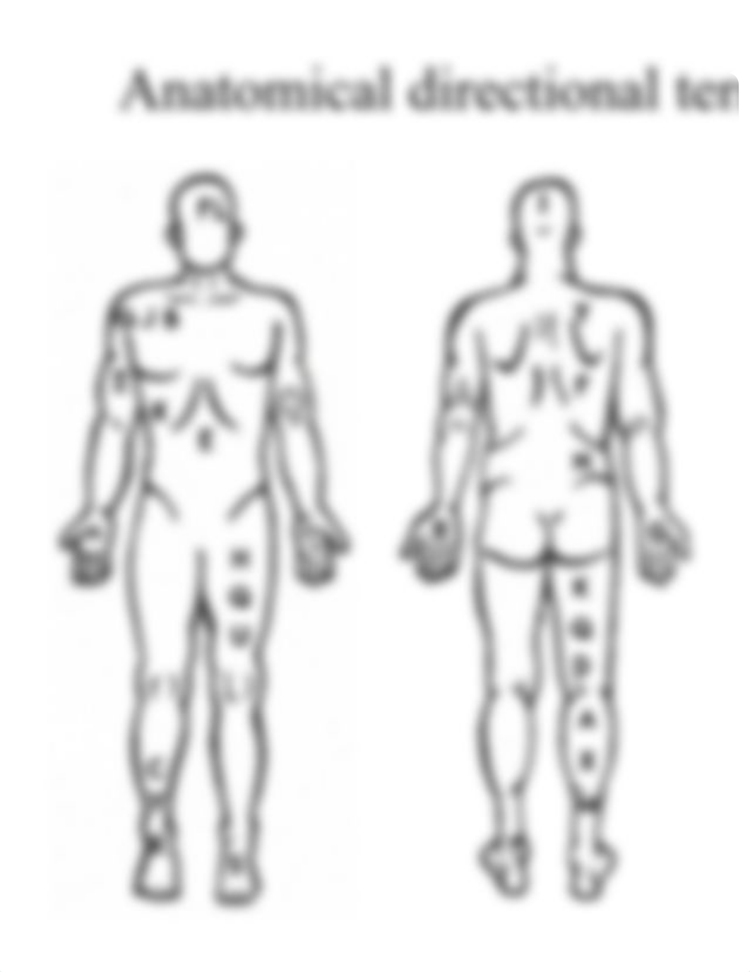 Anatomical Directional Terms Assignment.pdf_djb26mscgvz_page2