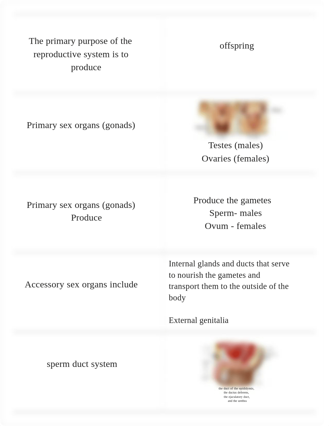 bio 231 anatomy CH 25 RIC Baum Reproductive_djc6p6iq7uk_page1