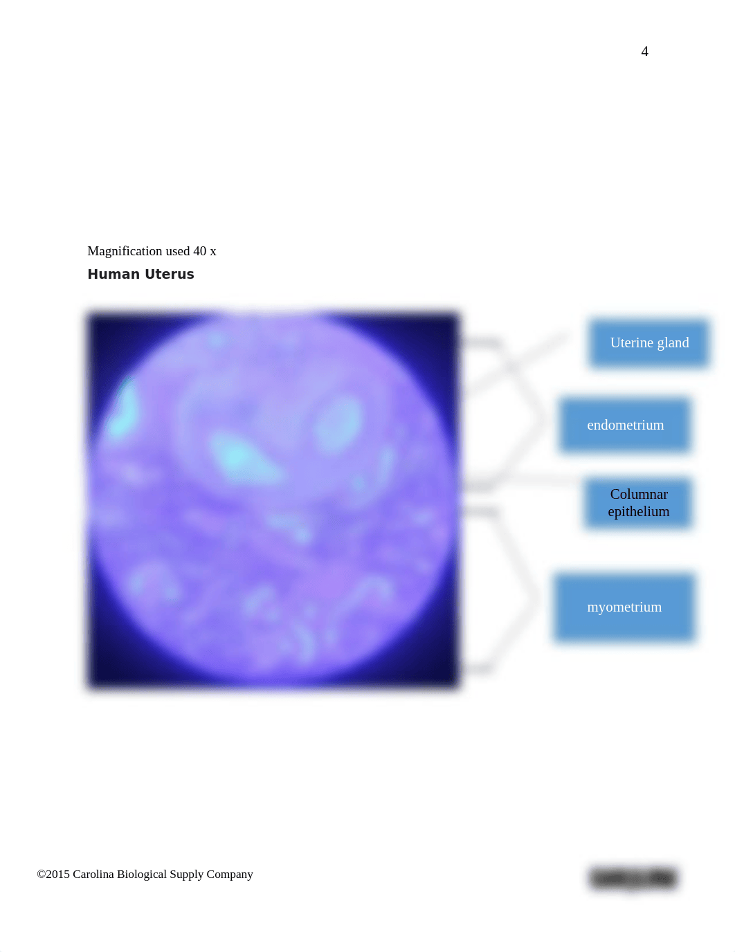 Introduction to Histology_Reproductive system answer sheet (1).docx_djco0x6qz7z_page4