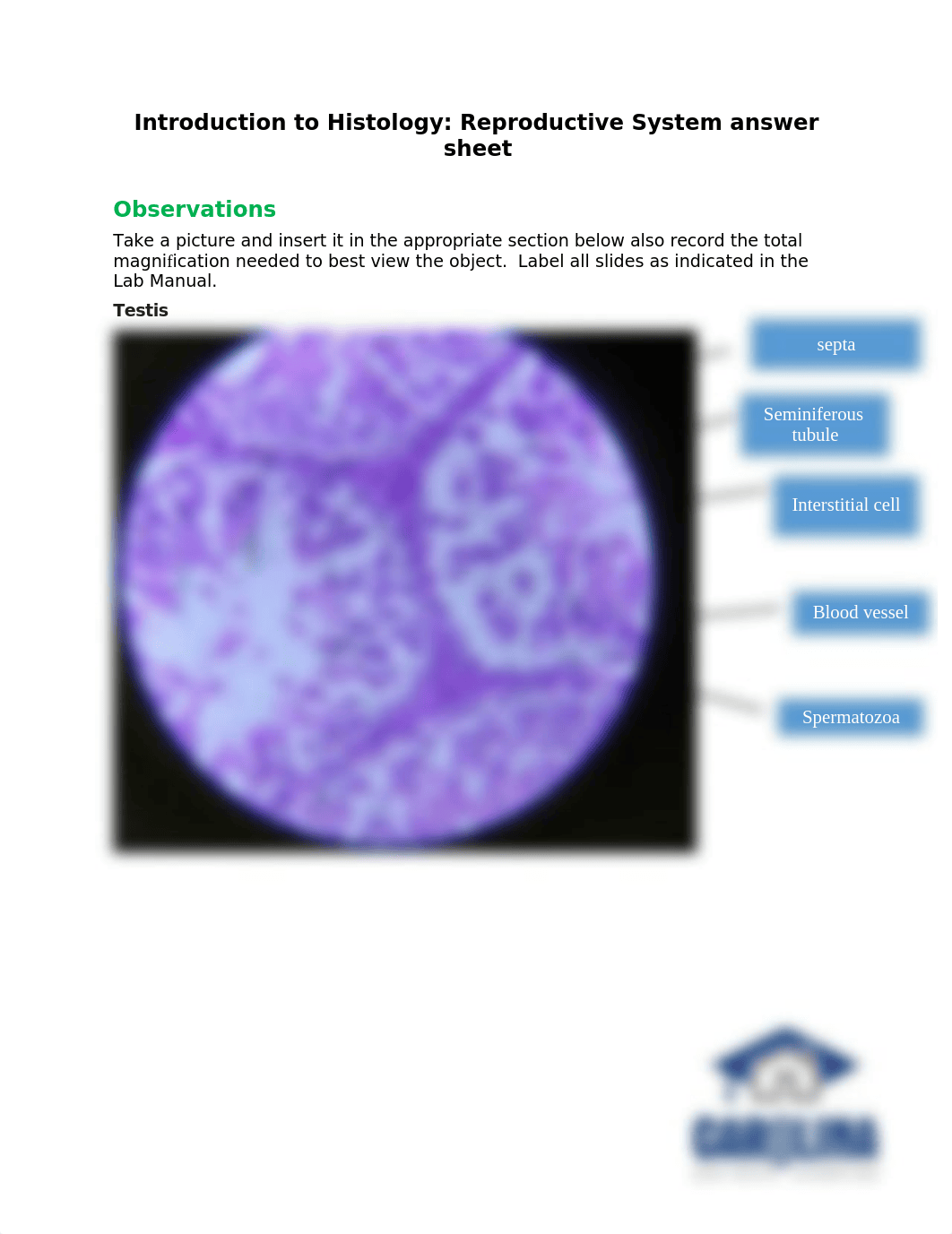 Introduction to Histology_Reproductive system answer sheet (1).docx_djco0x6qz7z_page1