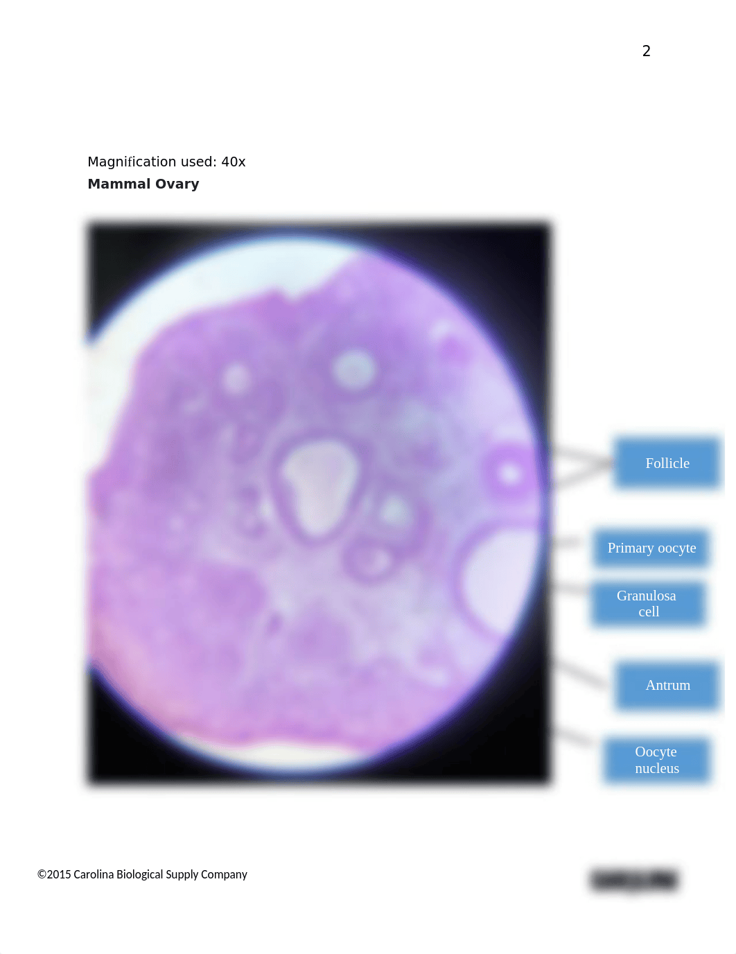 Introduction to Histology_Reproductive system answer sheet (1).docx_djco0x6qz7z_page2