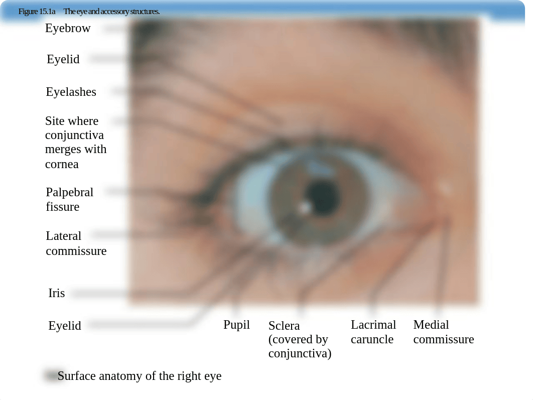 Lab_Ten_ THE EYE__04072017 (1).pptx_djcrakji0tv_page4