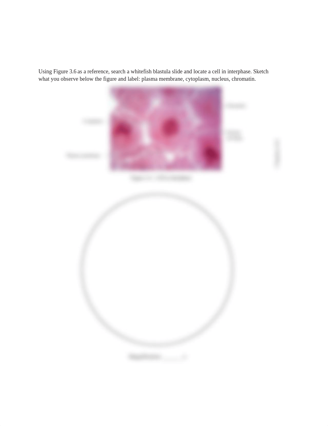 Lab 3 Interphase.pdf_djdk4ycs2gu_page1