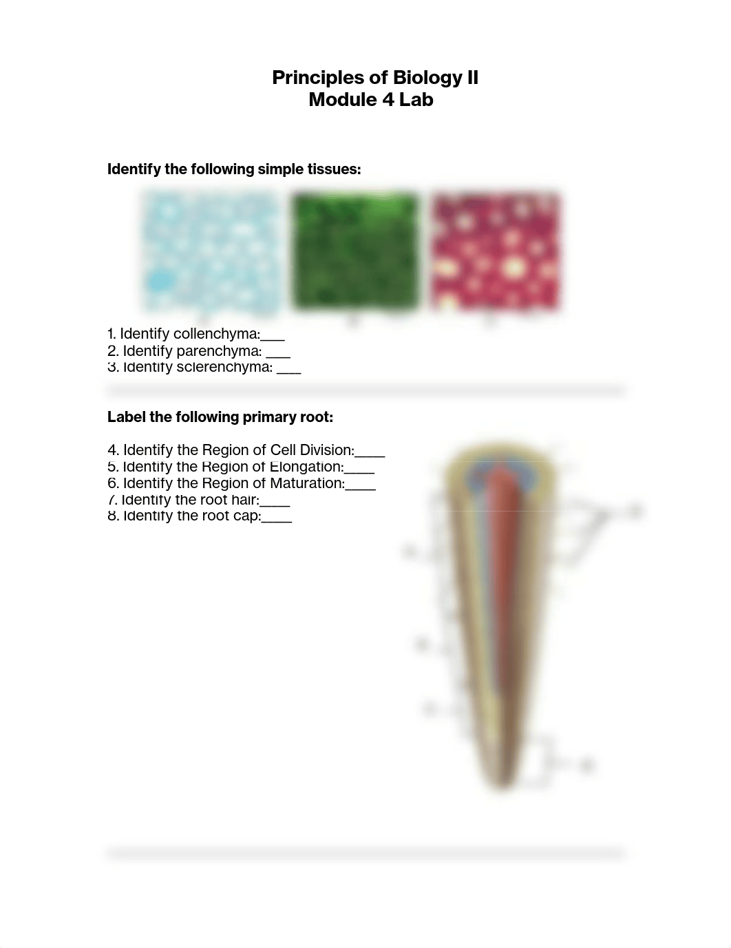 Module 4 Lab.pdf_djdvq7furwx_page1