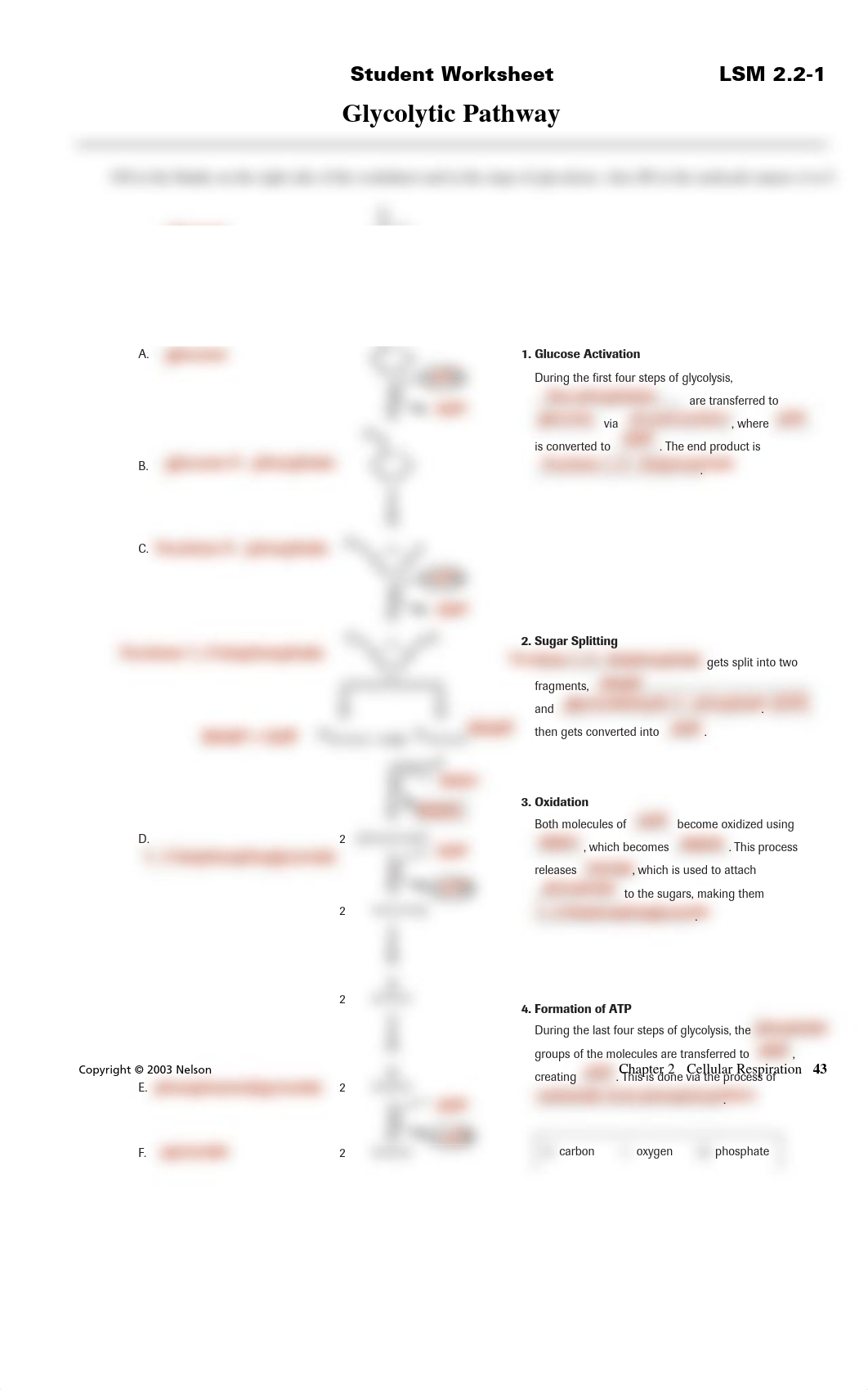 CLASSWORK Gylcolysis and Krebs Cycle Review Diagram.pdf_djei60lblgs_page1