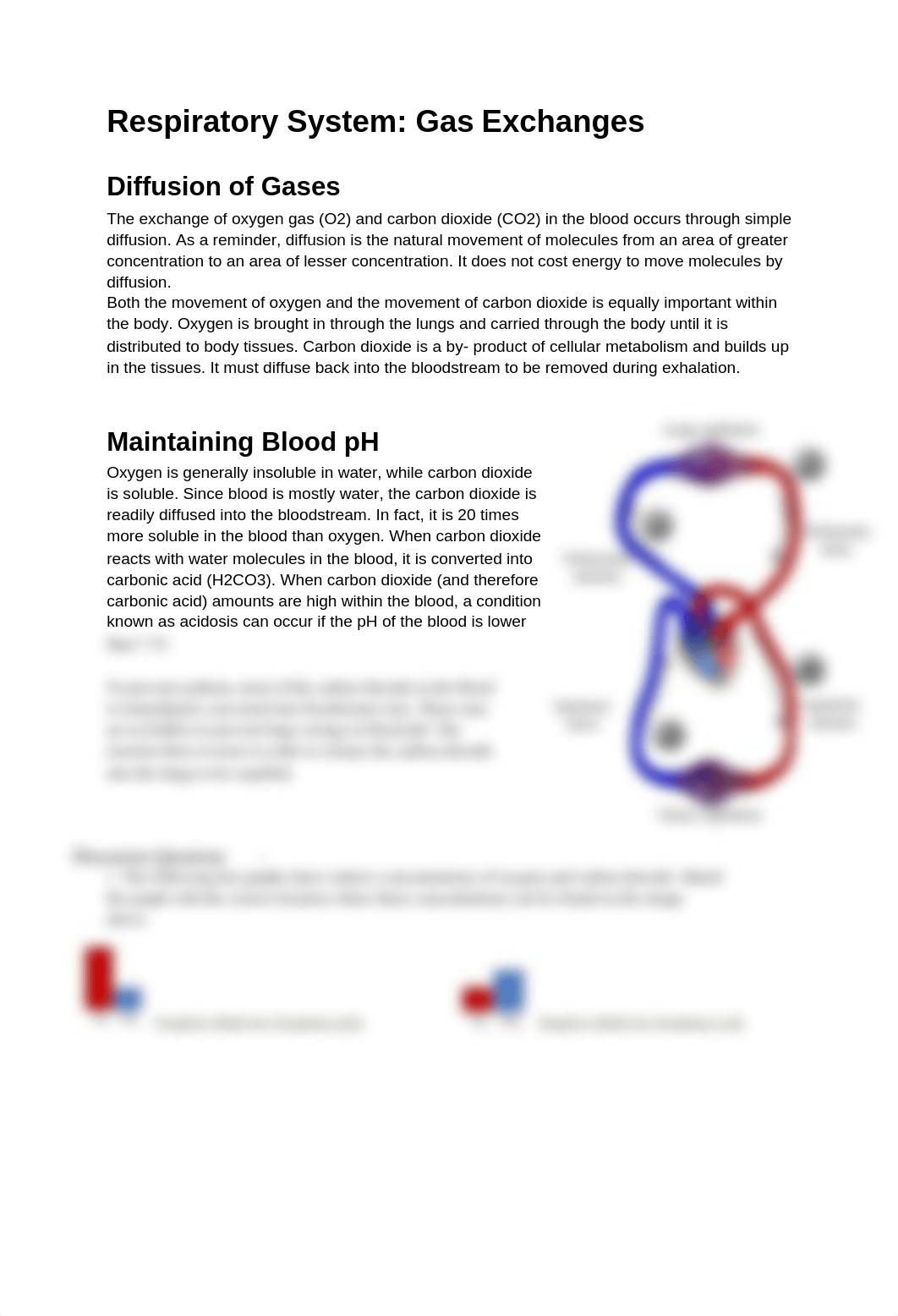 Copy of Respiratory System -Gas Exhange and Homeostasis(paige) (1).docx_djg2hhvfuuv_page1