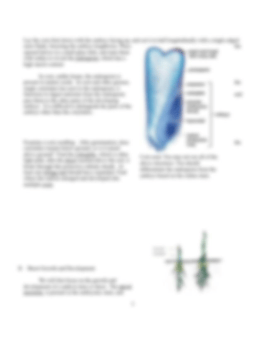 Lab 4  - Plant Growth and Development.docx_djg2w0s36lh_page3