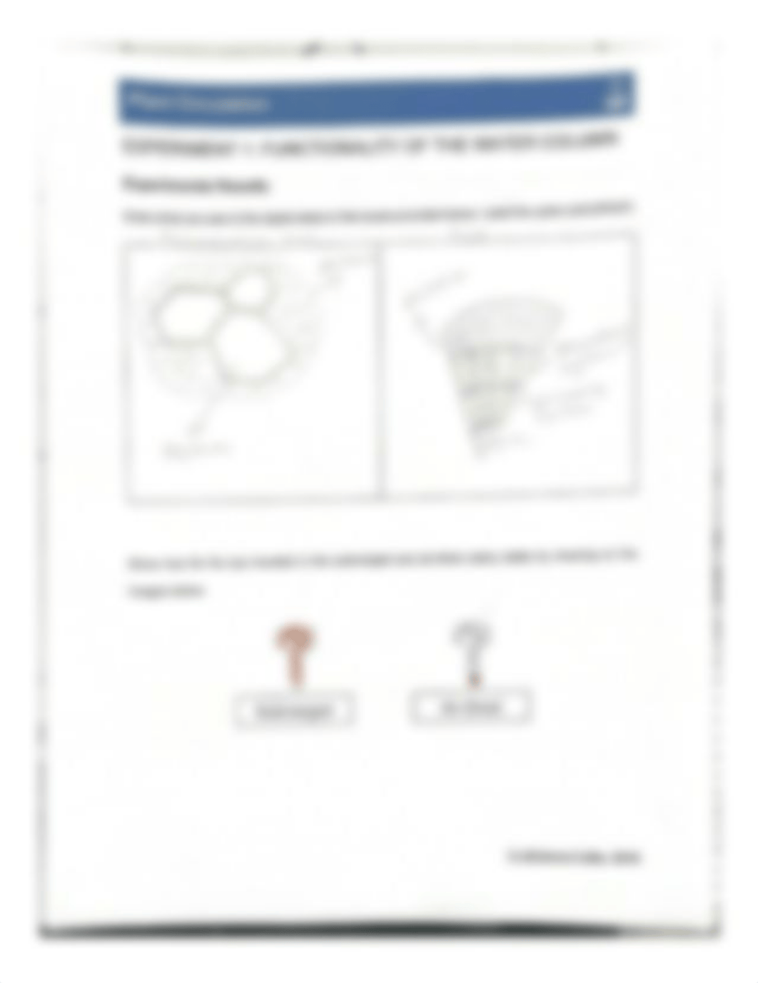 Plant Circulation Lab.pdf_djgcqhxyz86_page3