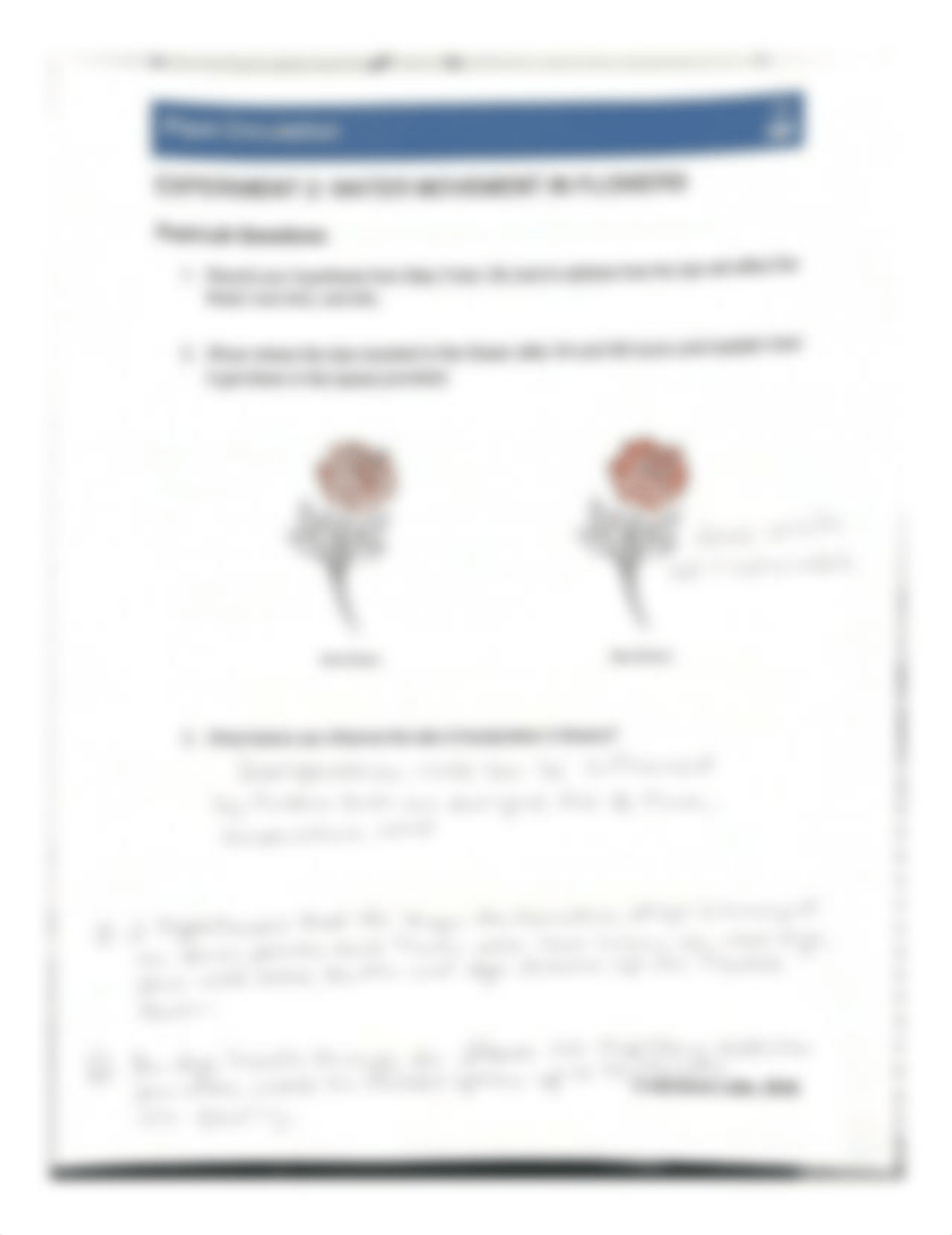 Plant Circulation Lab.pdf_djgcqhxyz86_page5