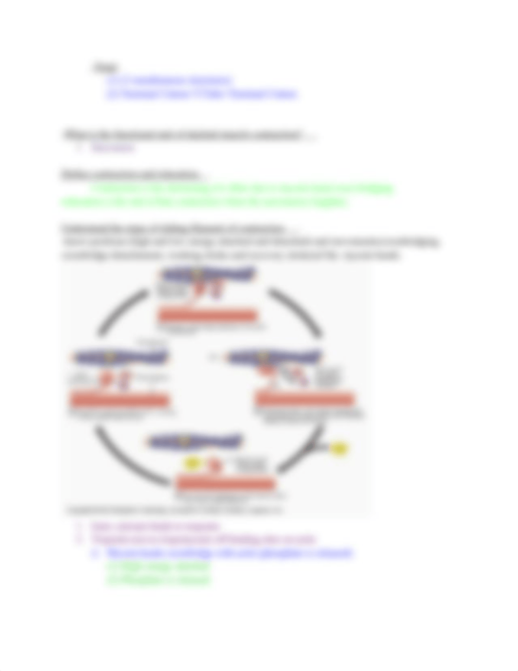 Study Guide A&P Exam 3_djgofq8ywfz_page5