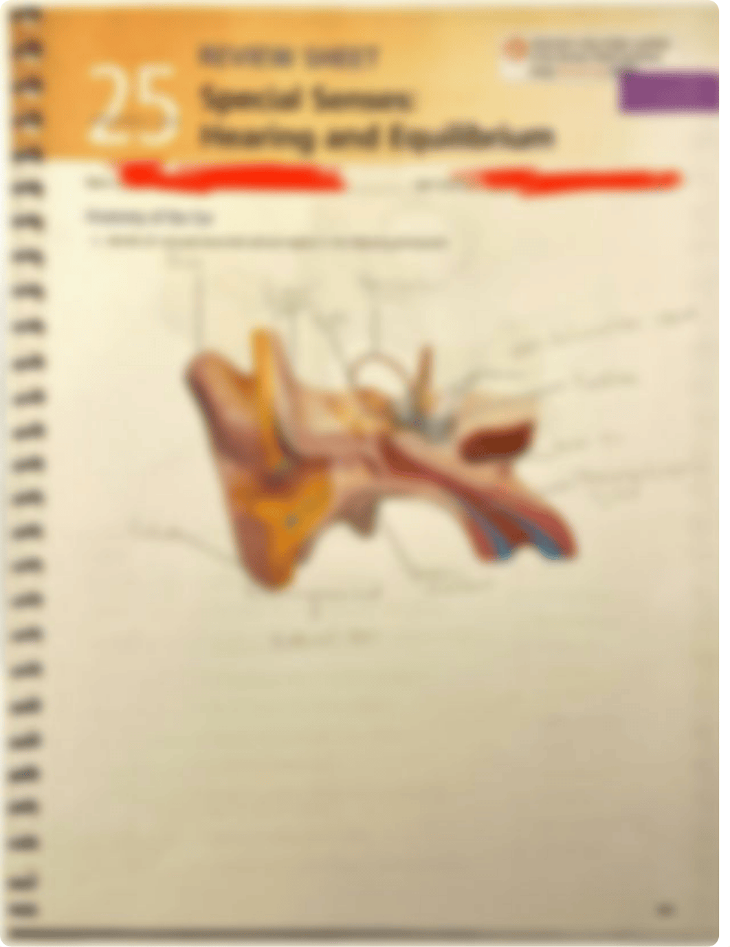 Exercise 25 Special Senses Hearing and Equilibrium .pdf_djgotl6acce_page1