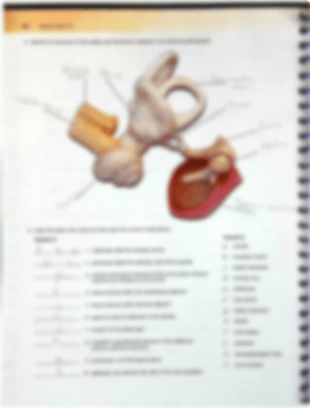 Exercise 25 Special Senses Hearing and Equilibrium .pdf_djgotl6acce_page2