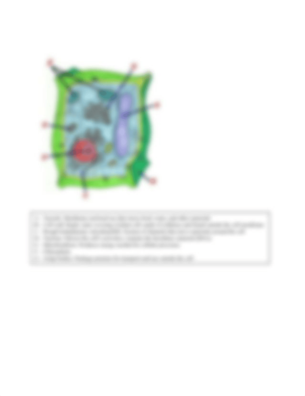 Lab 4 Cell Structure & Function_djgqw0gpnow_page2