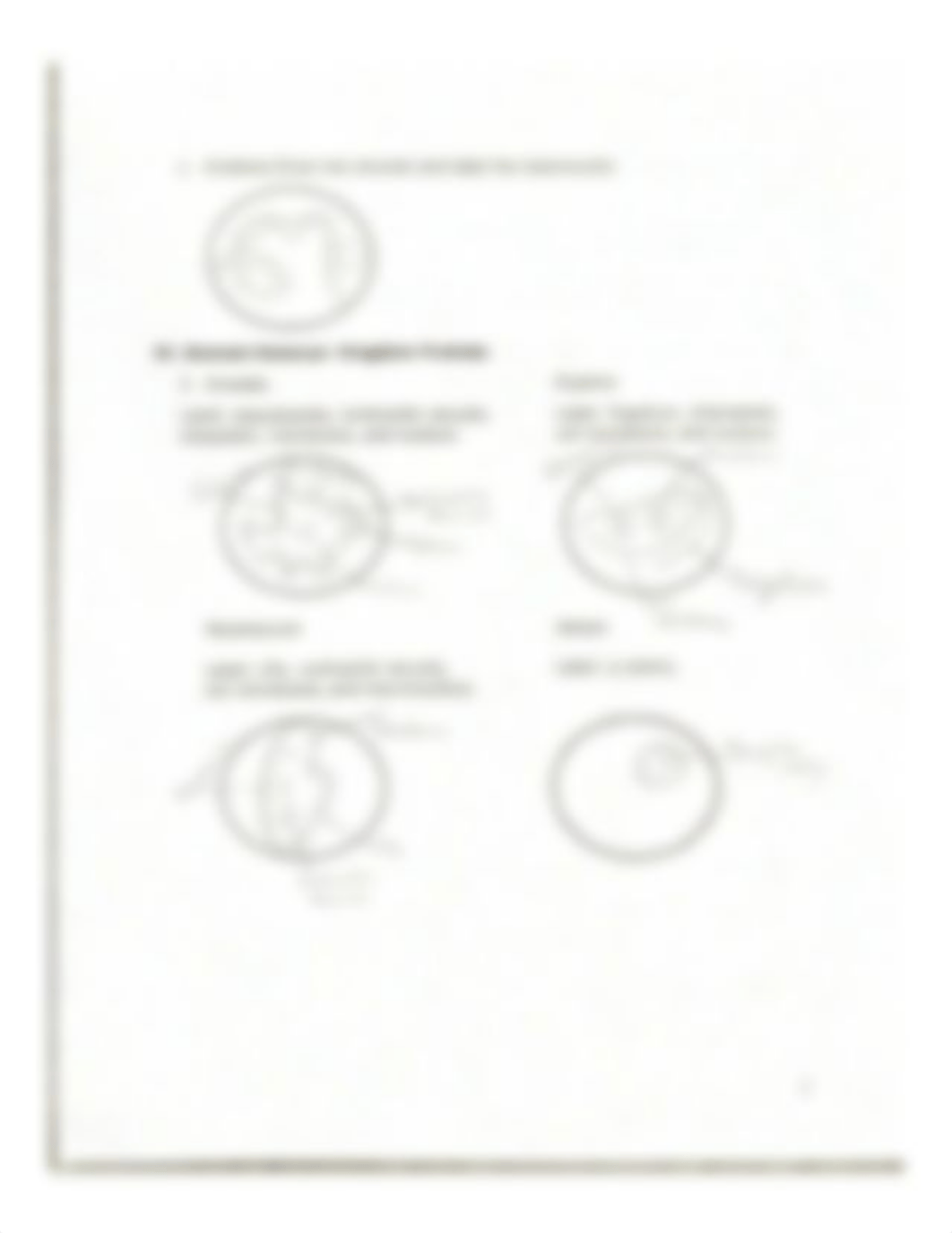 Bio 102 Lab 4 Protists and Prokaryotes handout.pdf_djgytk0275i_page2