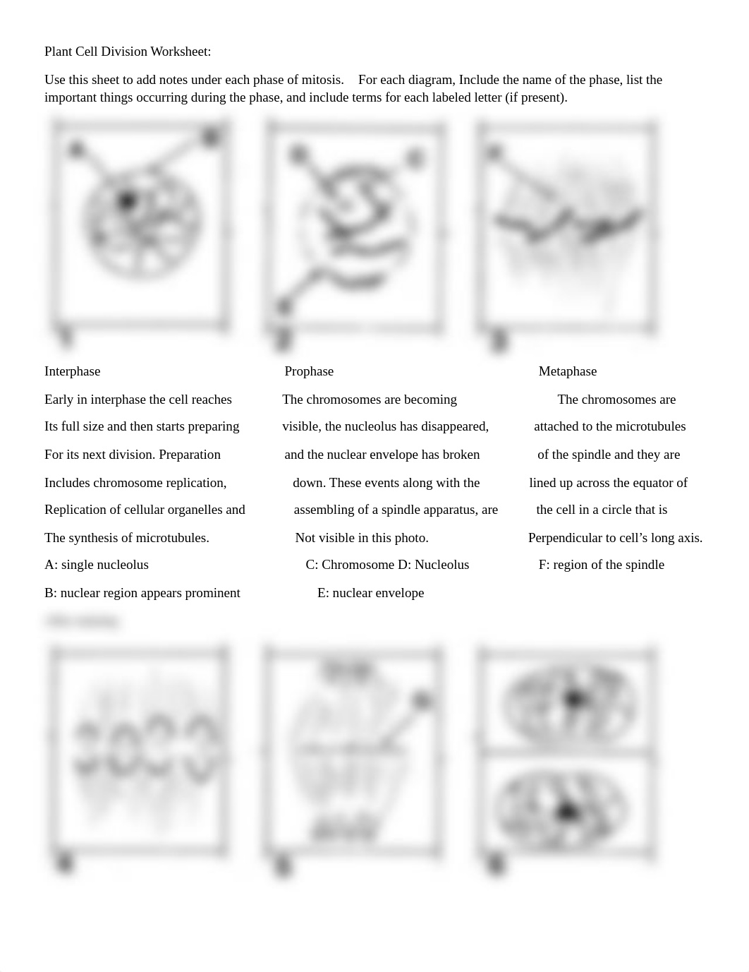 Plant Cell Division Worksheet.docx_djhf8wfxlmx_page1