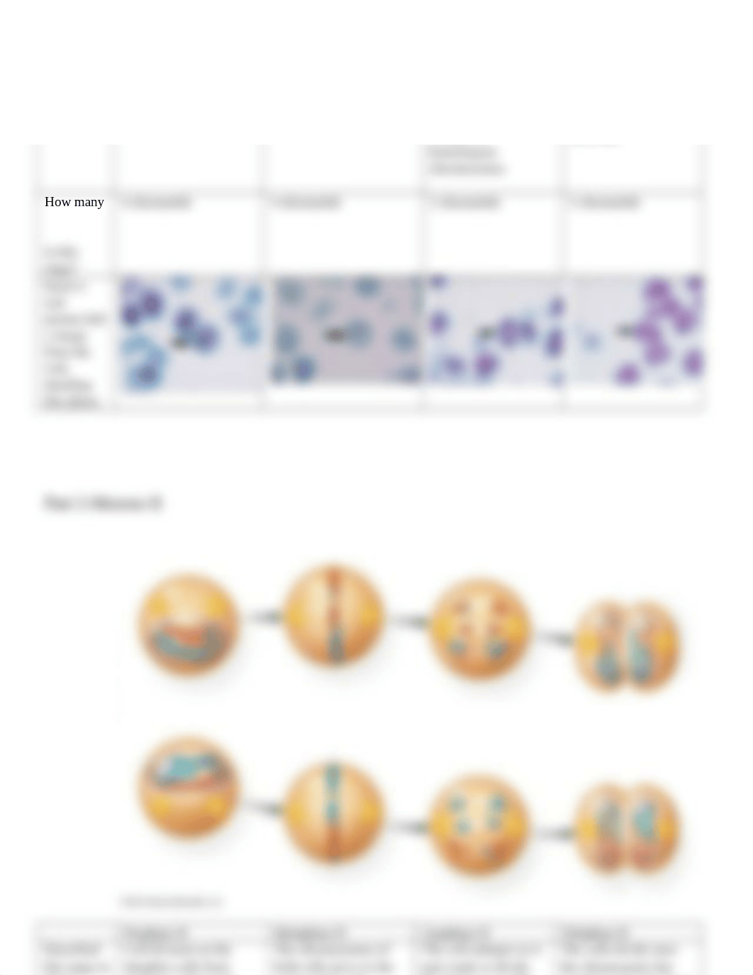 Meiosis Lab.docx_djhkhm8a48m_page2