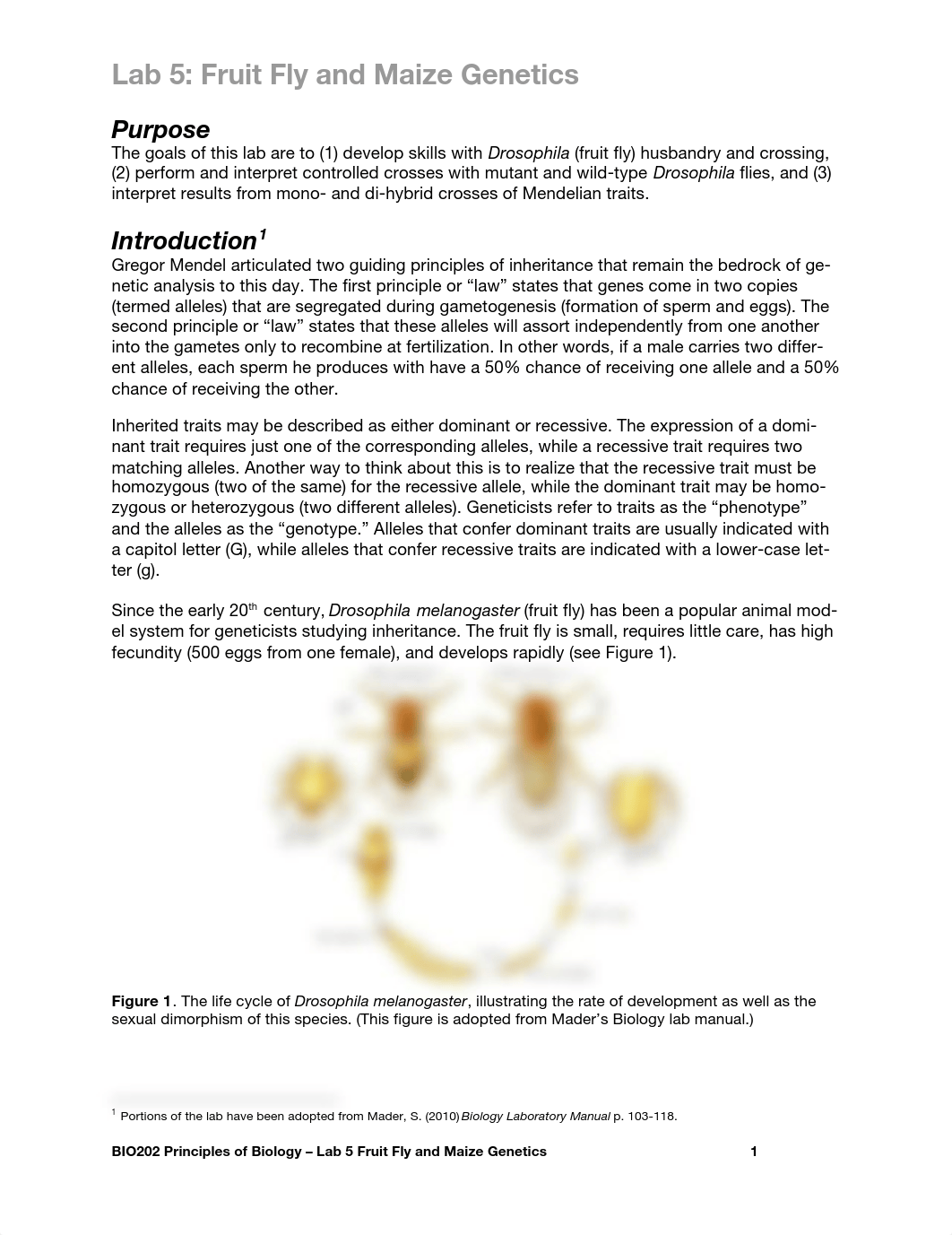 Lab 5 Fruit fly genetics_djhm4uv8vp6_page1