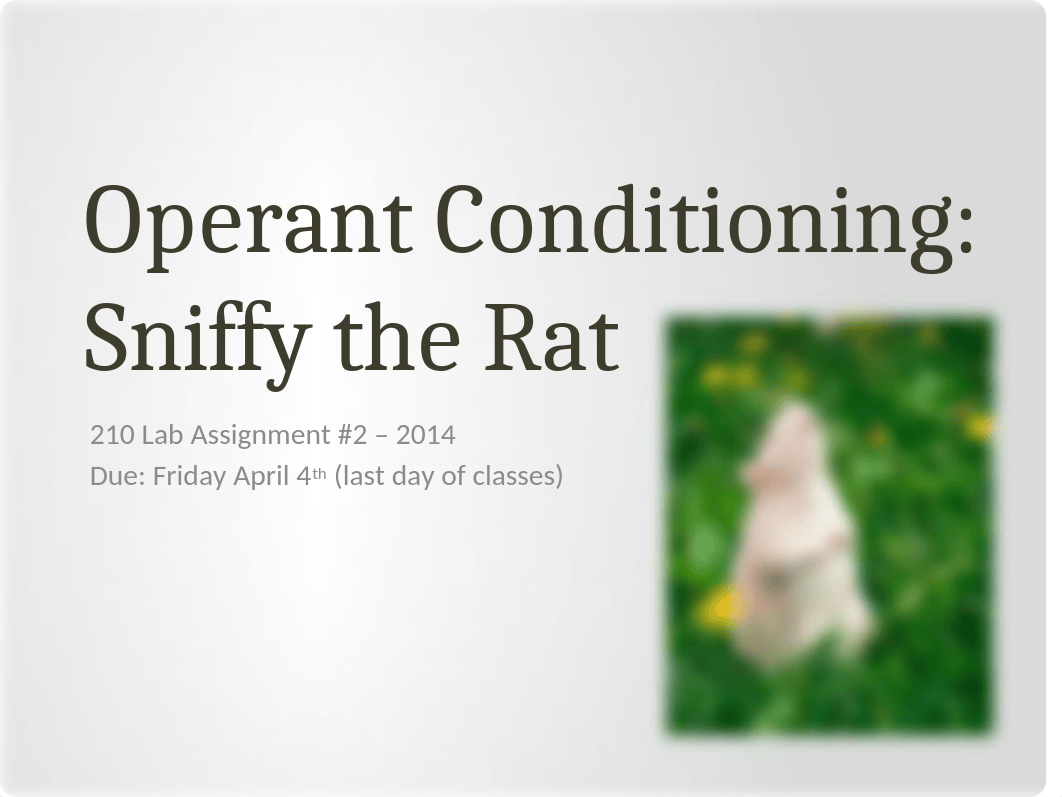 Lab #2 - 2014 - Operant Conditioning Sniffy the Rat.pptx_djhucycvxwp_page1