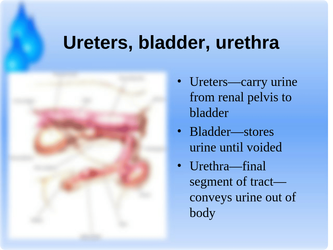 Urinary System Disorders_djhx1yth7xz_page4