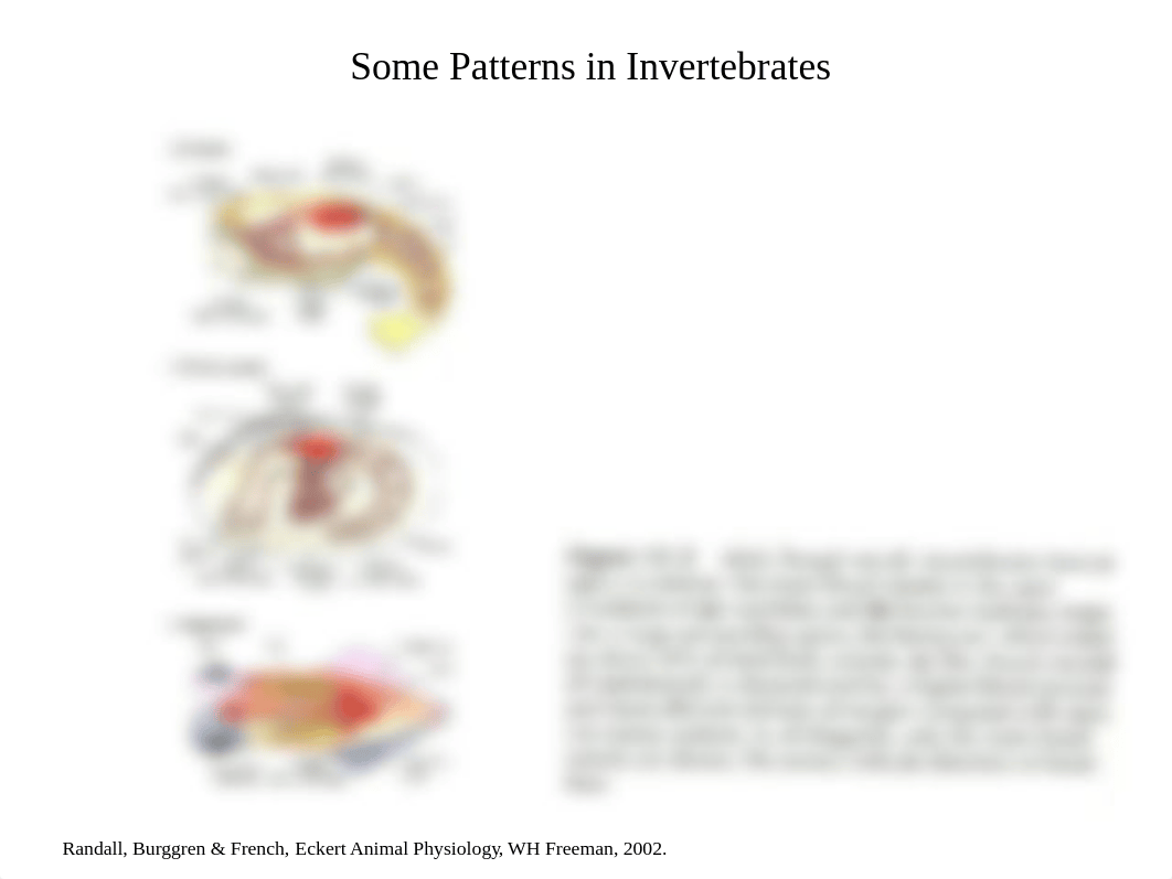 Animal Physiology 7 Circulation Part 3 comparative 2019.ppt_djip67d345k_page3