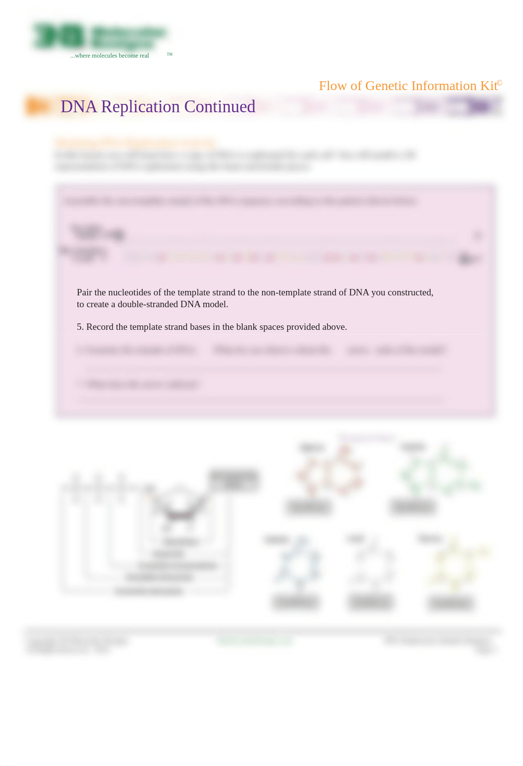 Flow of Genetic Information Replication.pdf_djissfhwlcp_page2