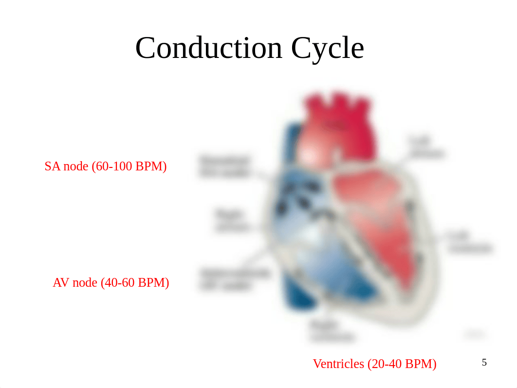 Borkin - THE BASICS OF ARRHYTHMIAS Concept Perfusion-student version for note taking.ppt_djjwkj0mifg_page5