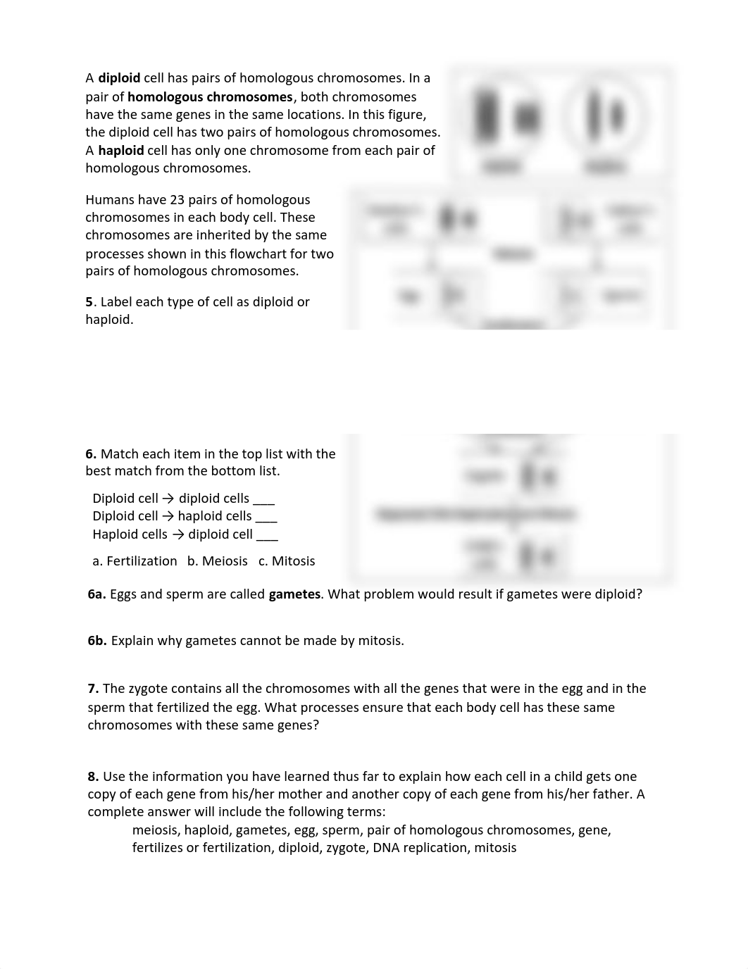 Kami Export - Paige Zurick - MeiosisFertilization SH (1).pdf_djk05axl6oz_page2