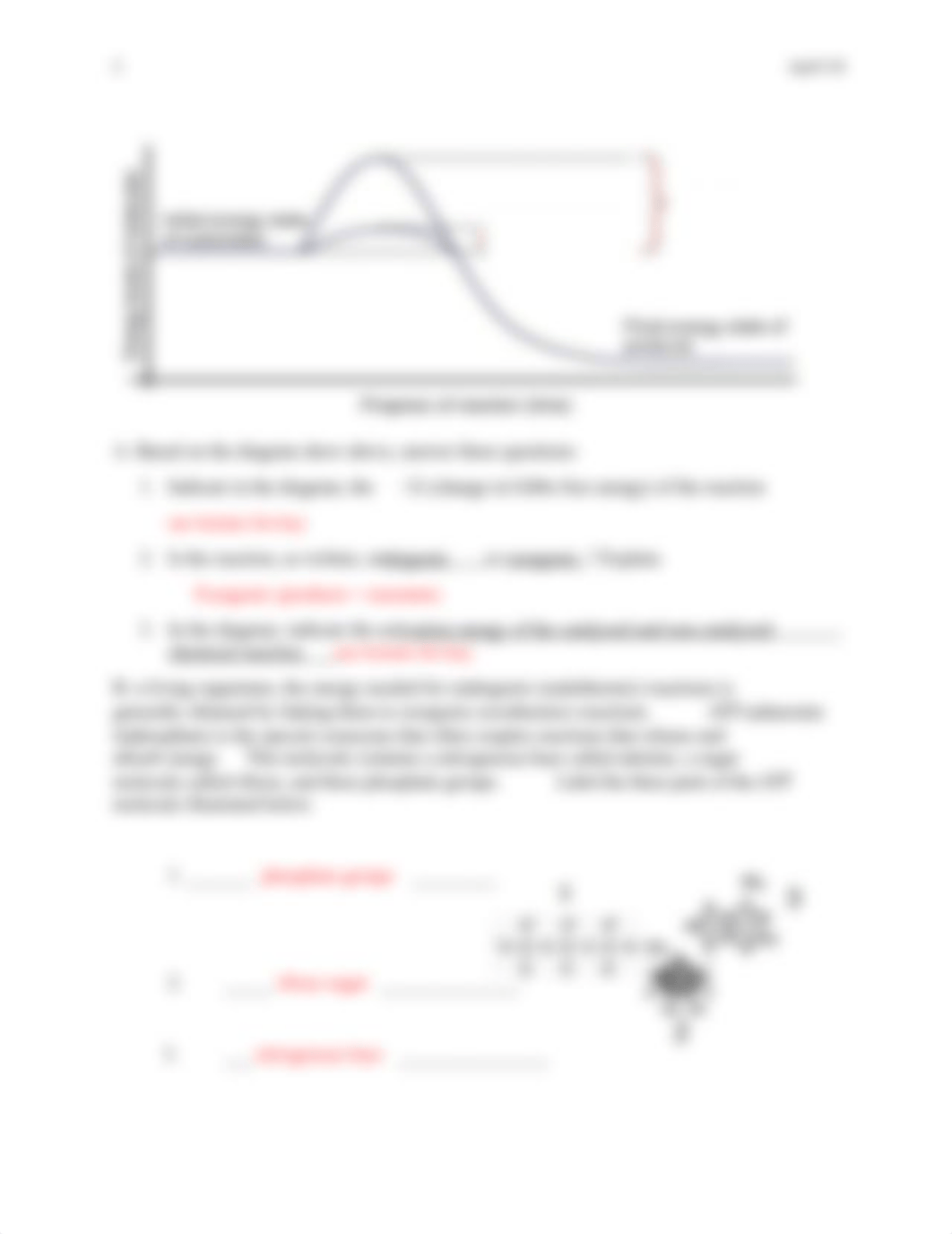 BIOL 205 Thermodynamics and enzyme function worksheet_KEY.docx_djk1asy5dxp_page2