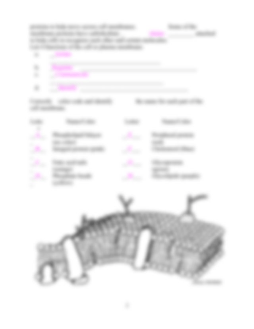 Cell Membrane.docx_djlorewio84_page2