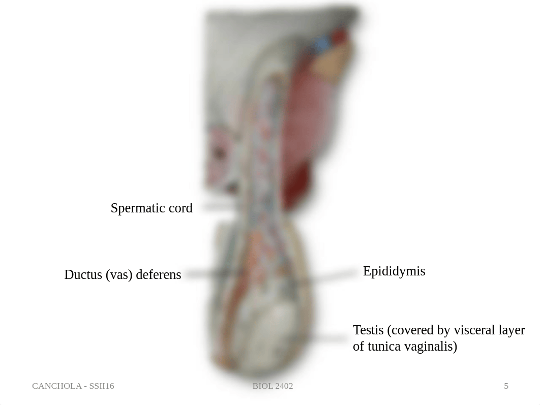 Reproductive System Models.pdf_djmcqm8l78u_page5