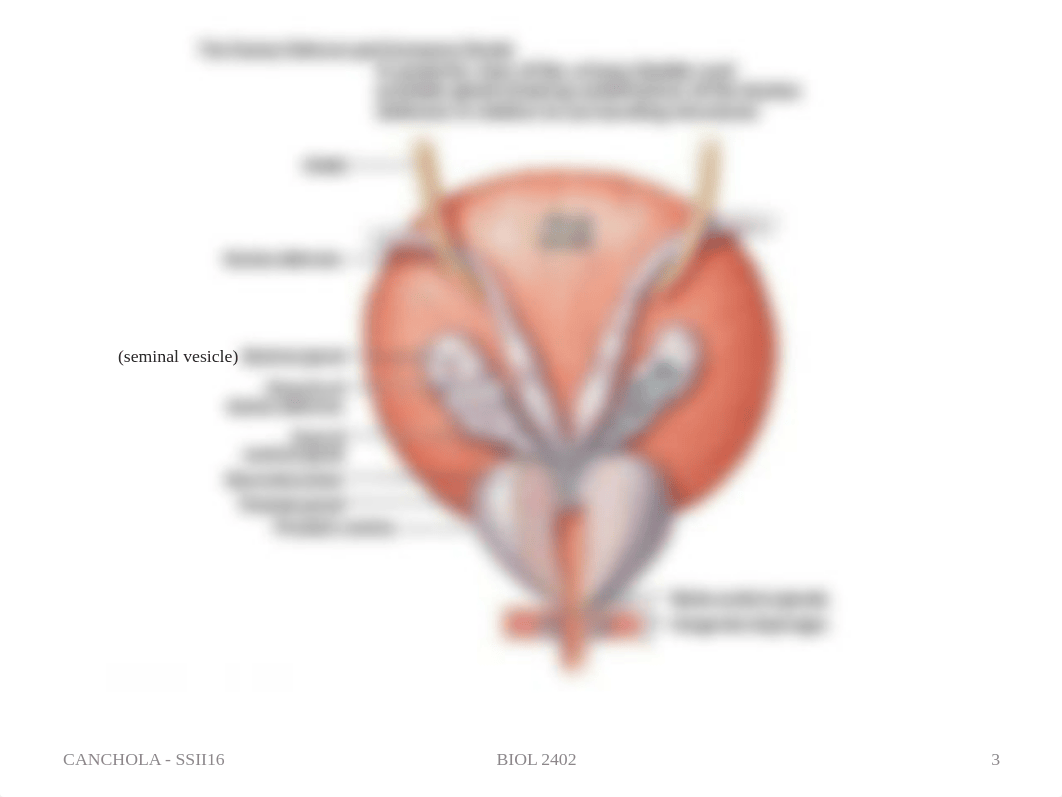 Reproductive System Models.pdf_djmcqm8l78u_page3