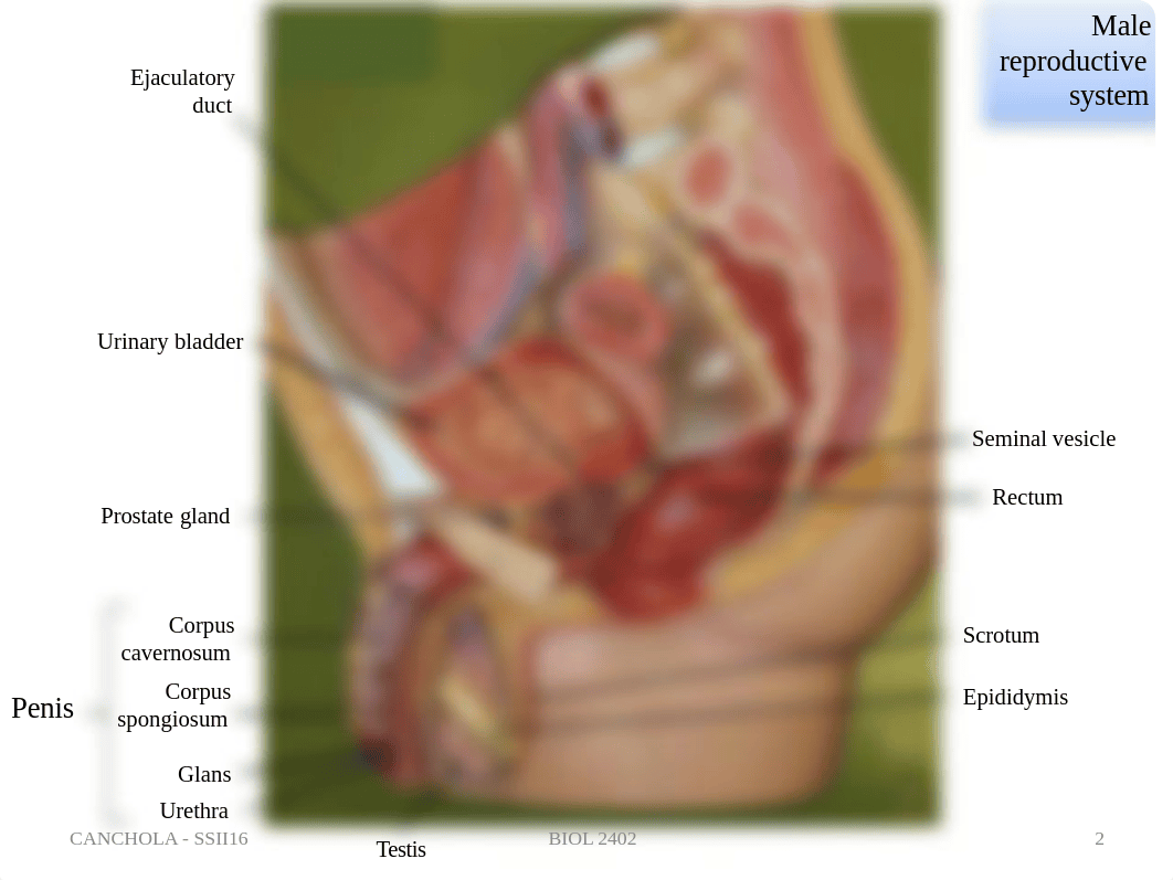 Reproductive System Models.pdf_djmcqm8l78u_page2