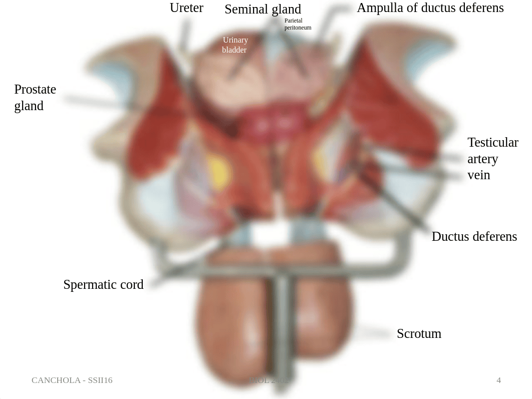 Reproductive System Models.pdf_djmcqm8l78u_page4