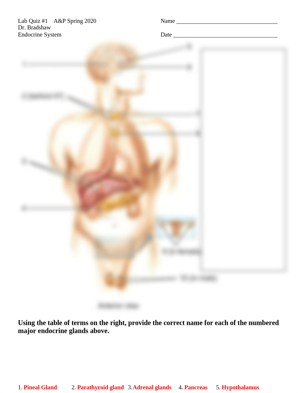 Lab Quiz #1 Endocrine System - 2020 Answers.docx_djmlrge2jsp_page1