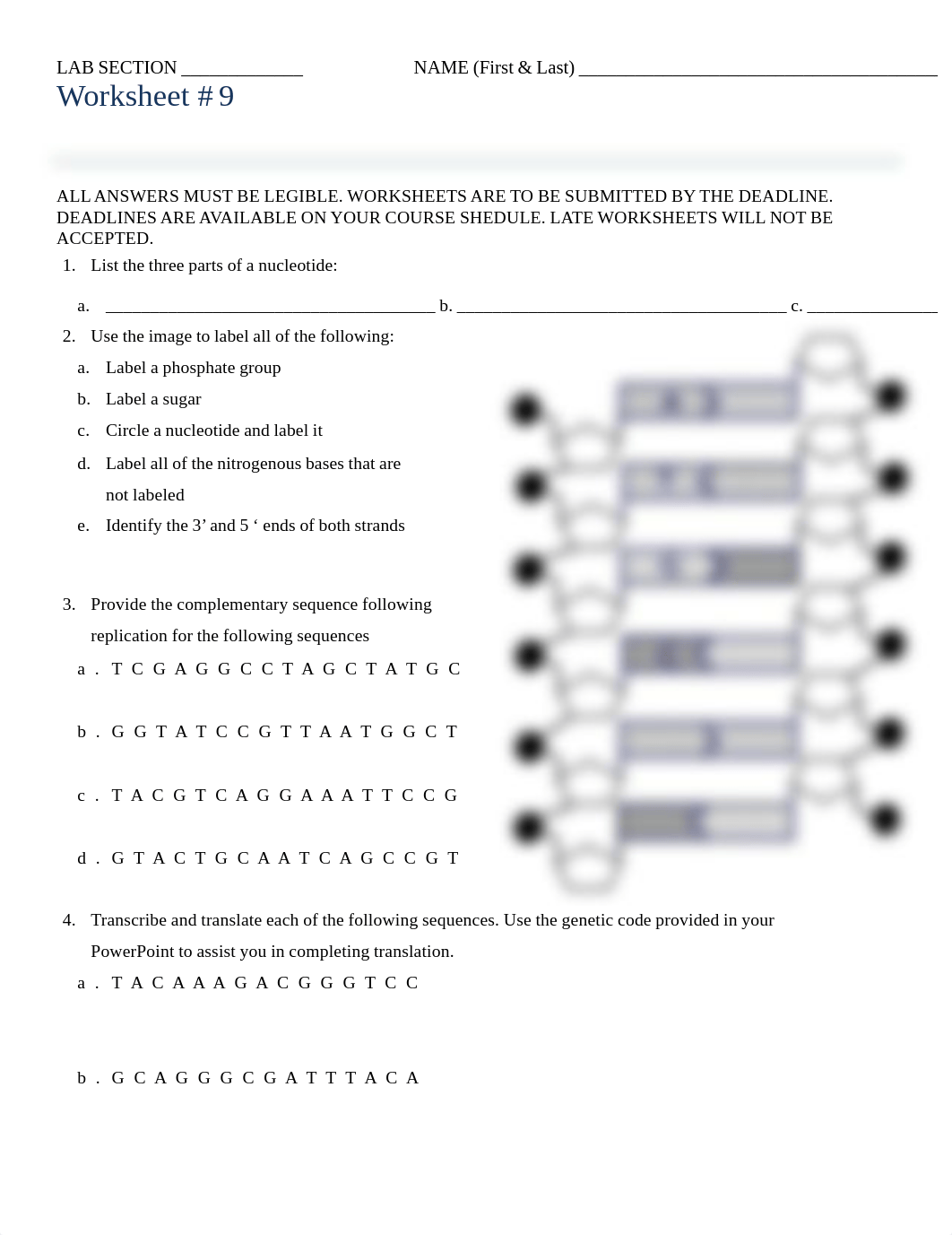 BIOL 1408 LAB LECTURE WORKSHEET #9 (1).pdf_djnqe2zb0ax_page1