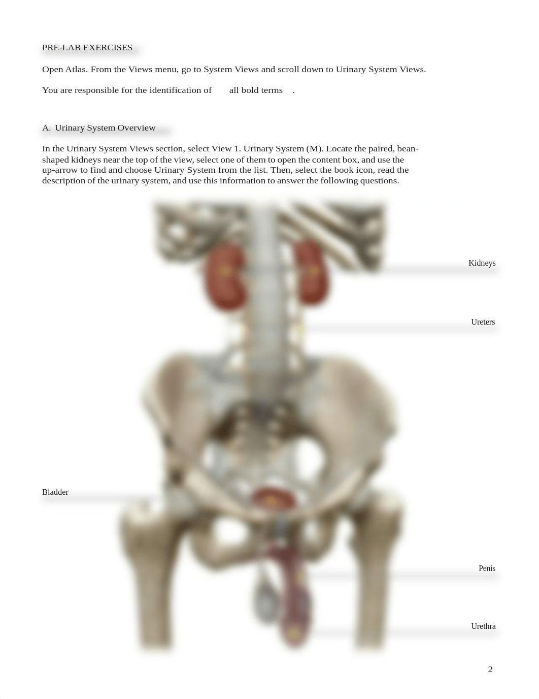 lab manual_urinary_atlas.pdf.pdf_djo1z0pg2r8_page2