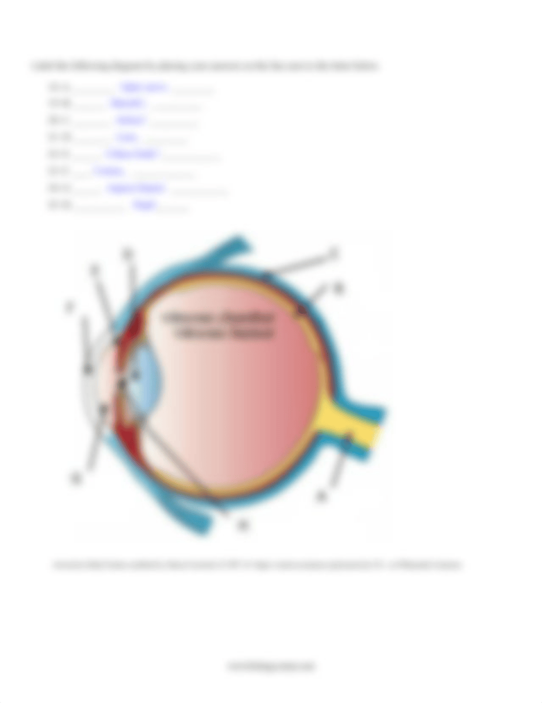 Copy of Eye Dissection.docx_djoeh03h9xn_page2