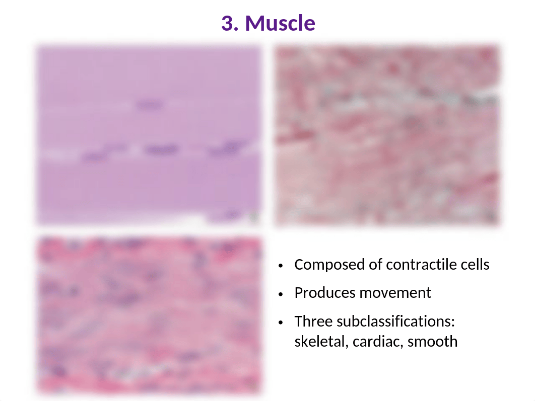 Histo 1-Histology Intro 2020.pptx_djqn92kyyno_page5