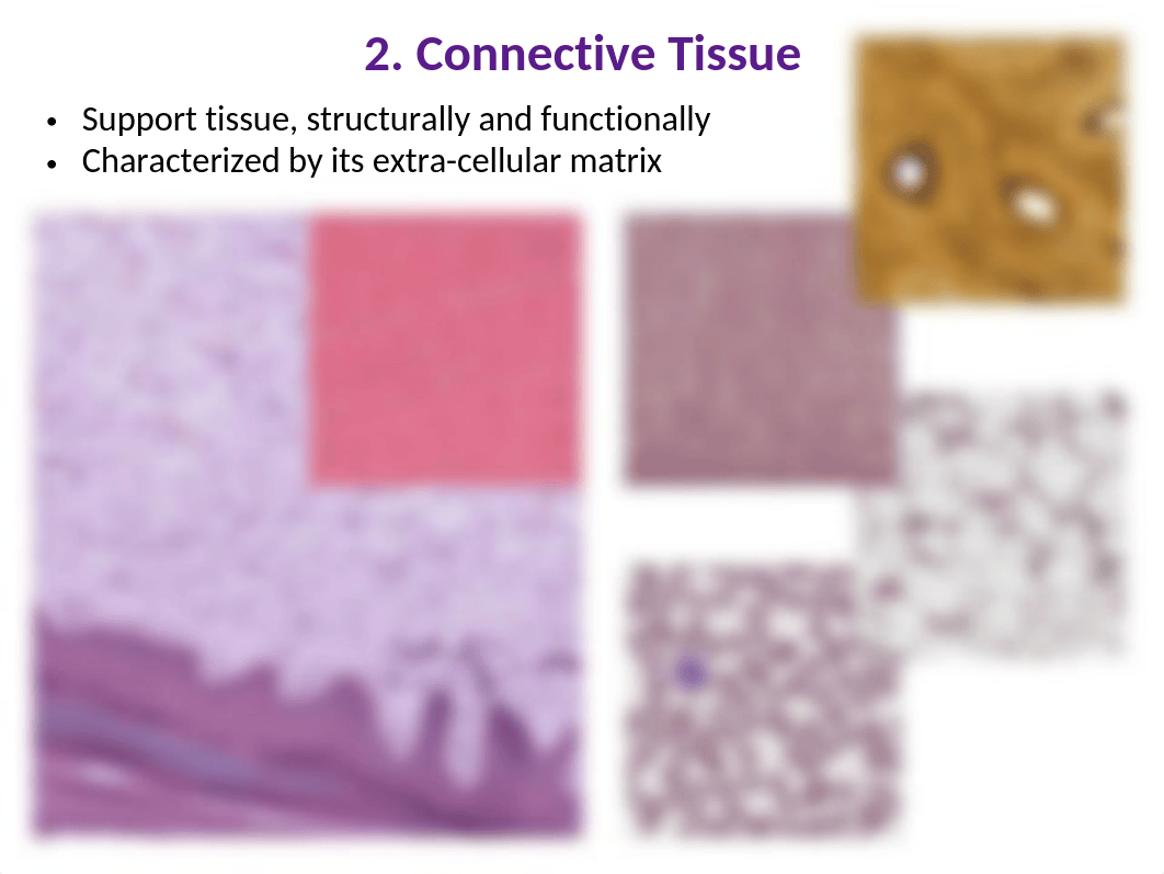 Histo 1-Histology Intro 2020.pptx_djqn92kyyno_page4