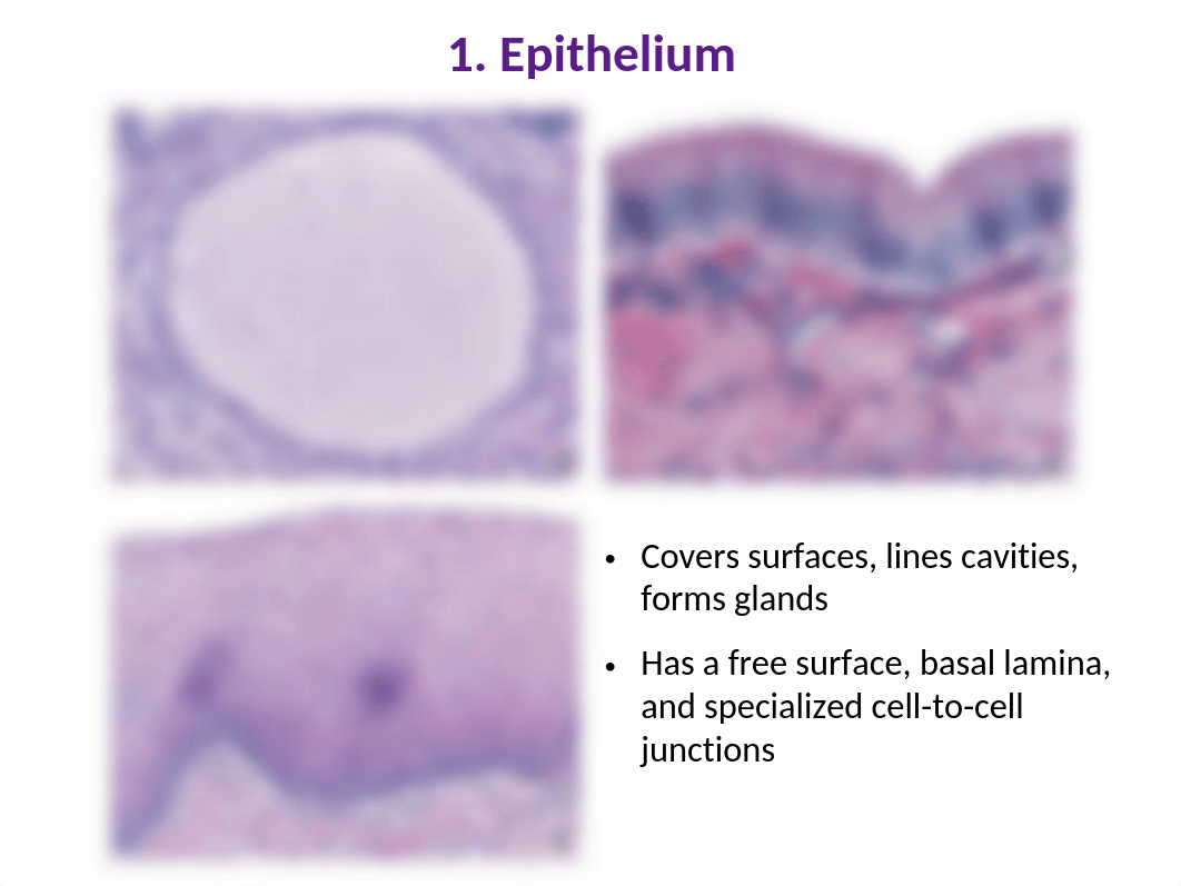 Histo 1-Histology Intro 2020.pptx_djqn92kyyno_page3