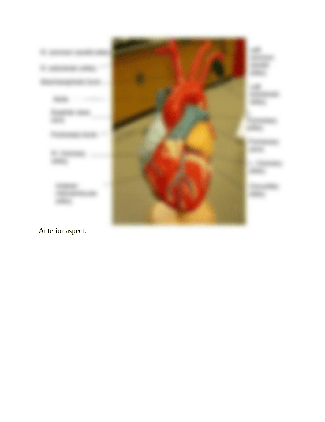 Human Heart models  and  Coronary  Circulation.docx_djqne3y49qi_page3