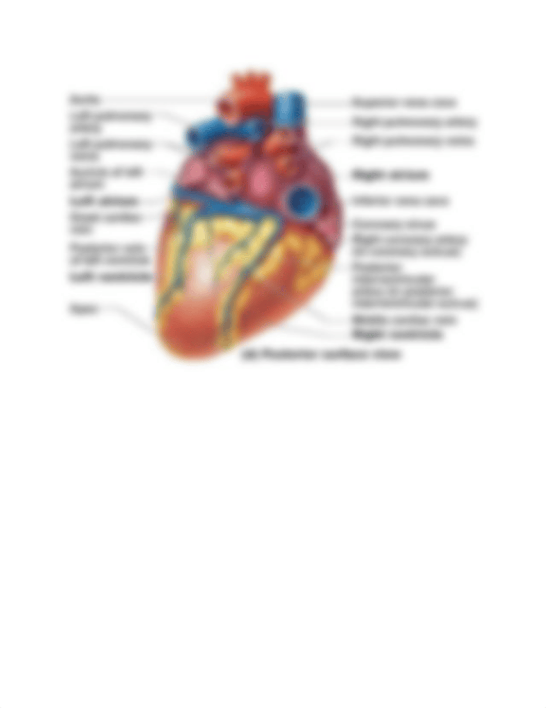 Human Heart models  and  Coronary  Circulation.docx_djqne3y49qi_page4