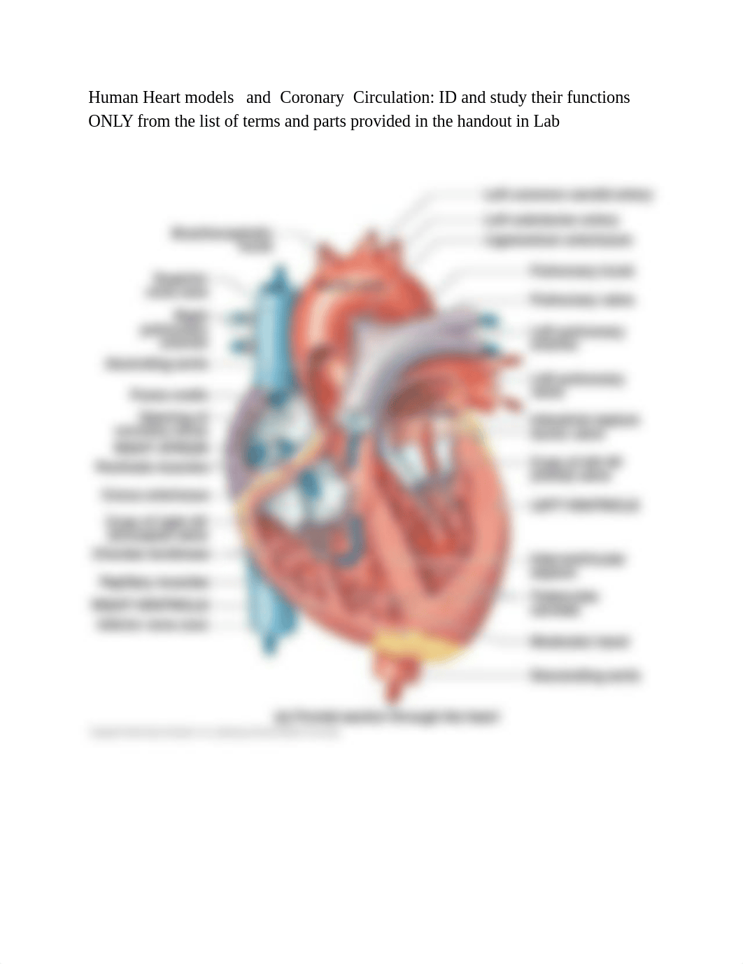 Human Heart models  and  Coronary  Circulation.docx_djqne3y49qi_page1